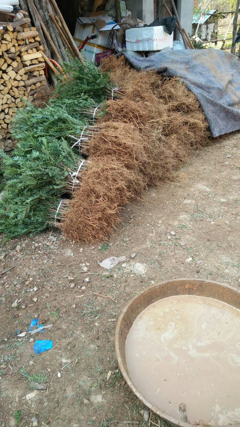 珍惜濒危植物篦子三尖杉苗木，苗高30到50公分