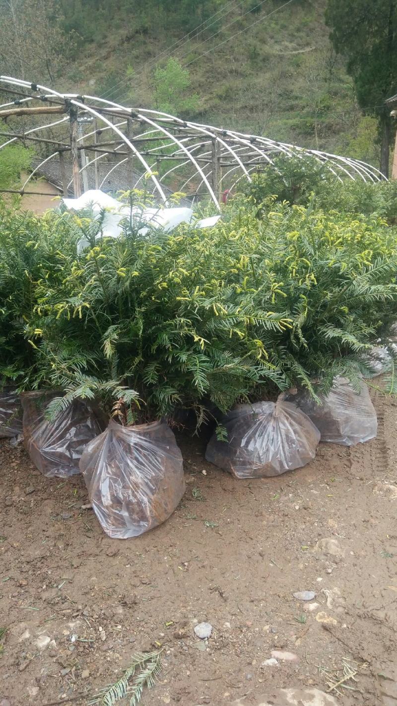 珍惜濒危植物篦子三尖杉苗木，苗高30到50公分