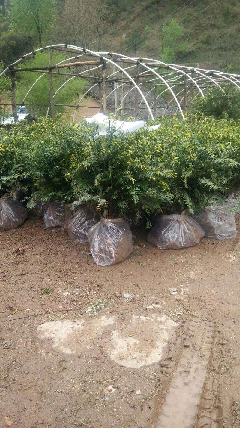 珍惜濒危植物篦子三尖杉苗木，苗高30到50公分