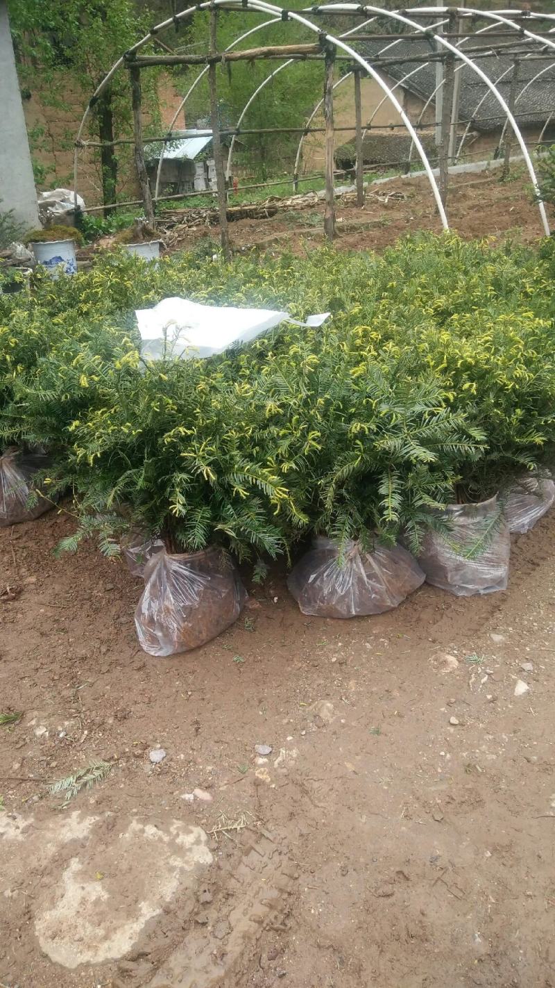 珍惜濒危植物篦子三尖杉苗木，苗高30到50公分
