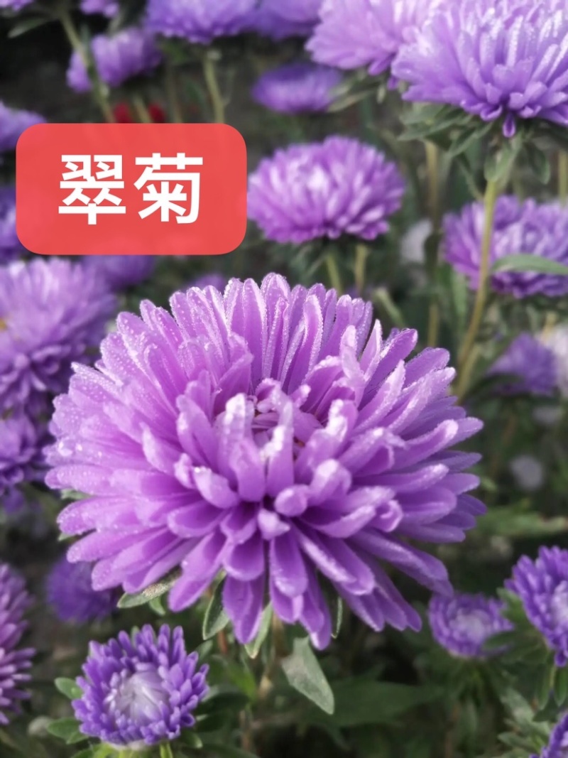 翠菊种子菊花种子简单易种花海热门量大可货到付款包邮