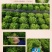巴希苦菊绵蔬/生菜种子/蔬菜种子/叶菜种子