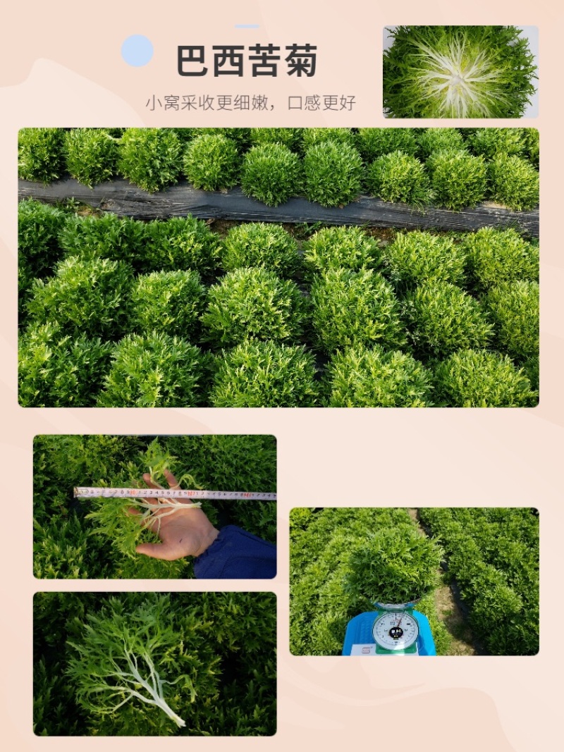 巴希苦菊绵蔬/生菜种子/蔬菜种子/叶菜种子