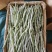 临沂市莒南九里白芸豆大量上市可视频看货欢迎咨询