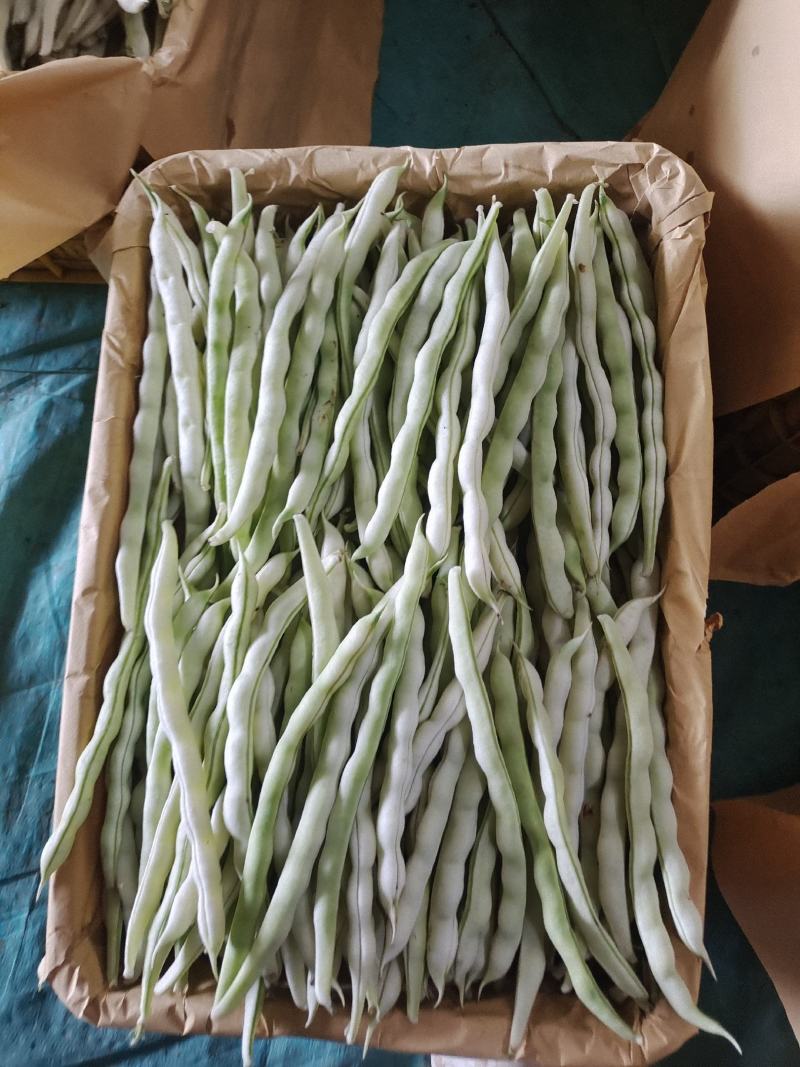 临沂市莒南九里白芸豆大量上市可视频看货欢迎咨询