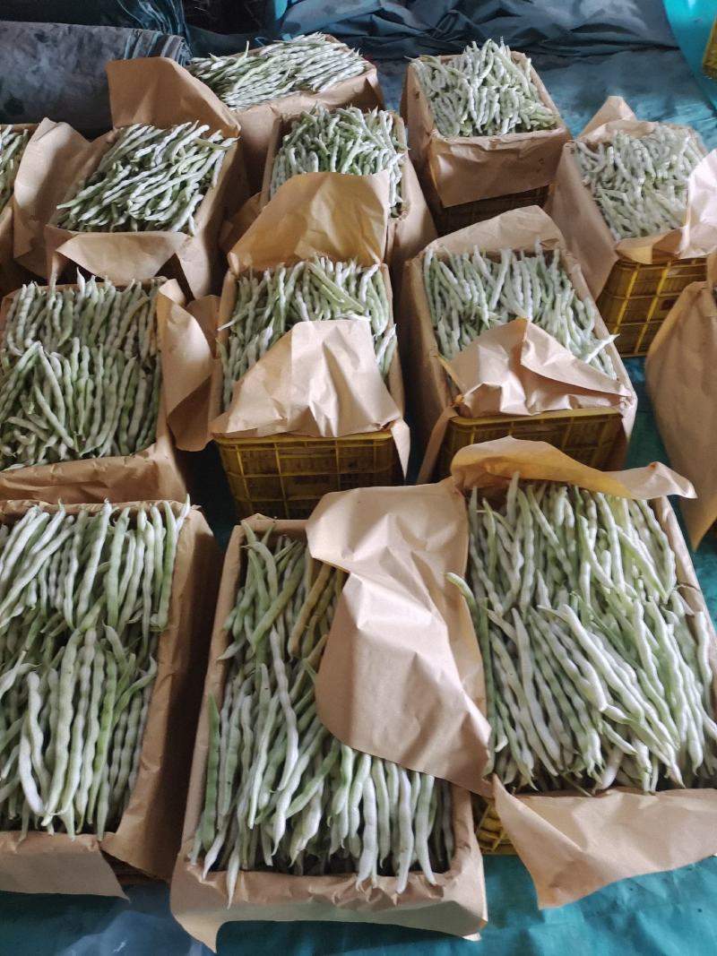 临沂市莒南九里白芸豆大量上市可视频看货欢迎咨询