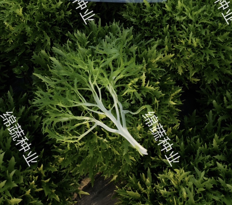 巴希苦菊绵蔬/生菜种子/蔬菜种子/叶菜种子