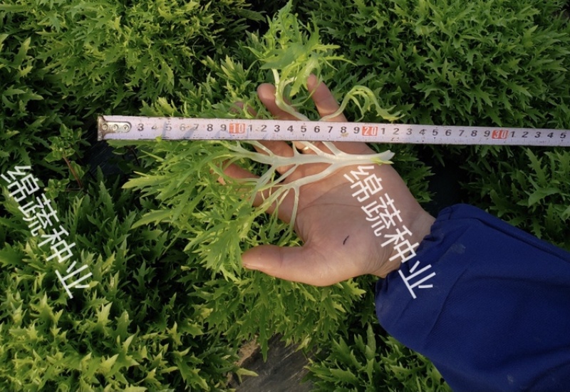 巴希苦菊绵蔬/生菜种子/蔬菜种子/叶菜种子