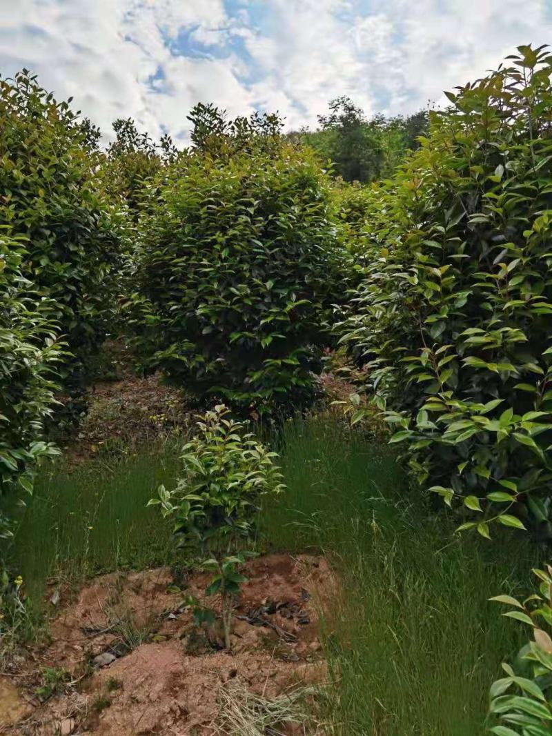 【美人茶】浙江萧山绿化苗基地货源/规格多样/量大从优