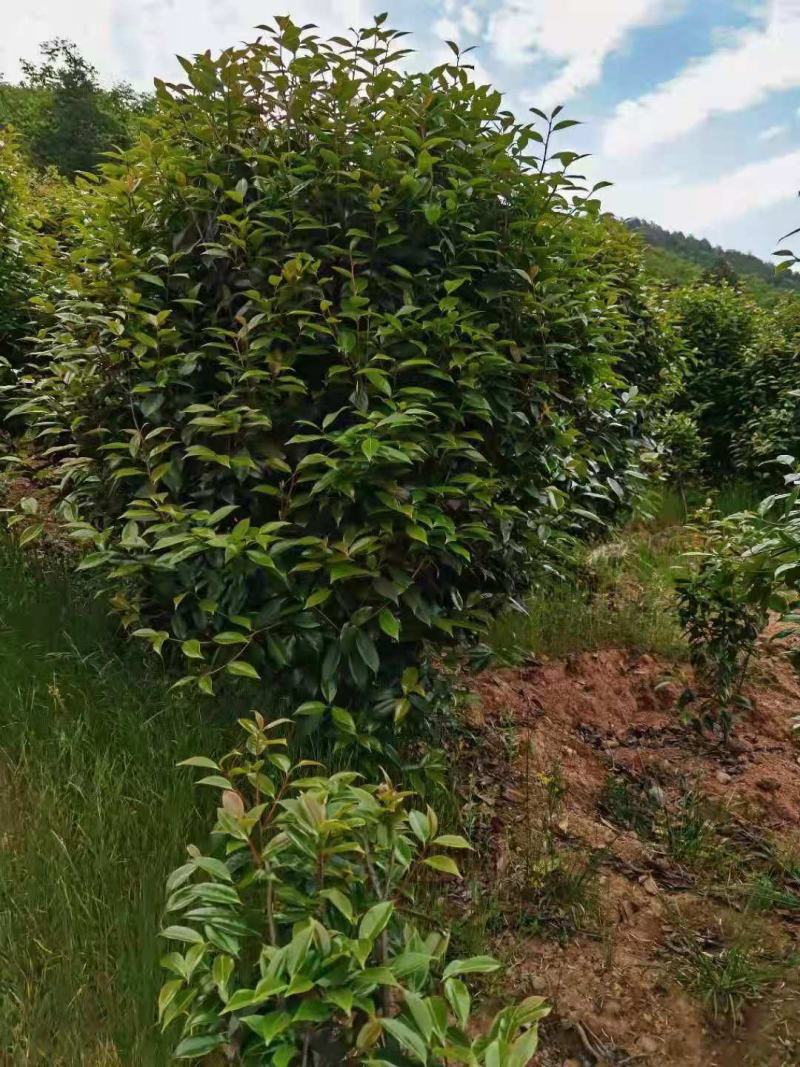 【美人茶】浙江萧山绿化苗基地货源/规格多样/量大从优