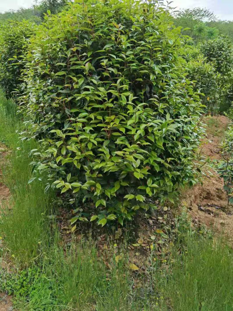 【美人茶】浙江萧山绿化苗基地货源/规格多样/量大从优