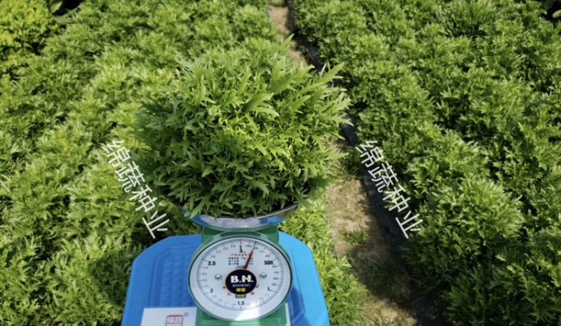 巴希苦菊绵蔬/生菜种子/蔬菜种子/叶菜种子