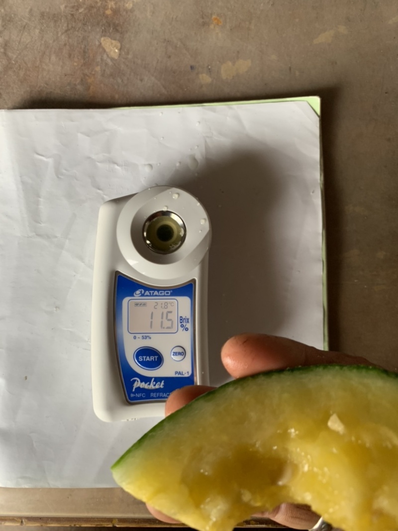 东台富硒现摘特小凤黄心西瓜新鲜黄心甜瓜黄瓤小瓜甜多汁