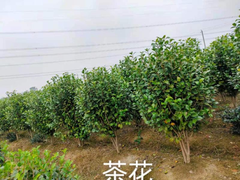 【茶花】浙江萧山绿化苗基地货源/规格多样/量大从优