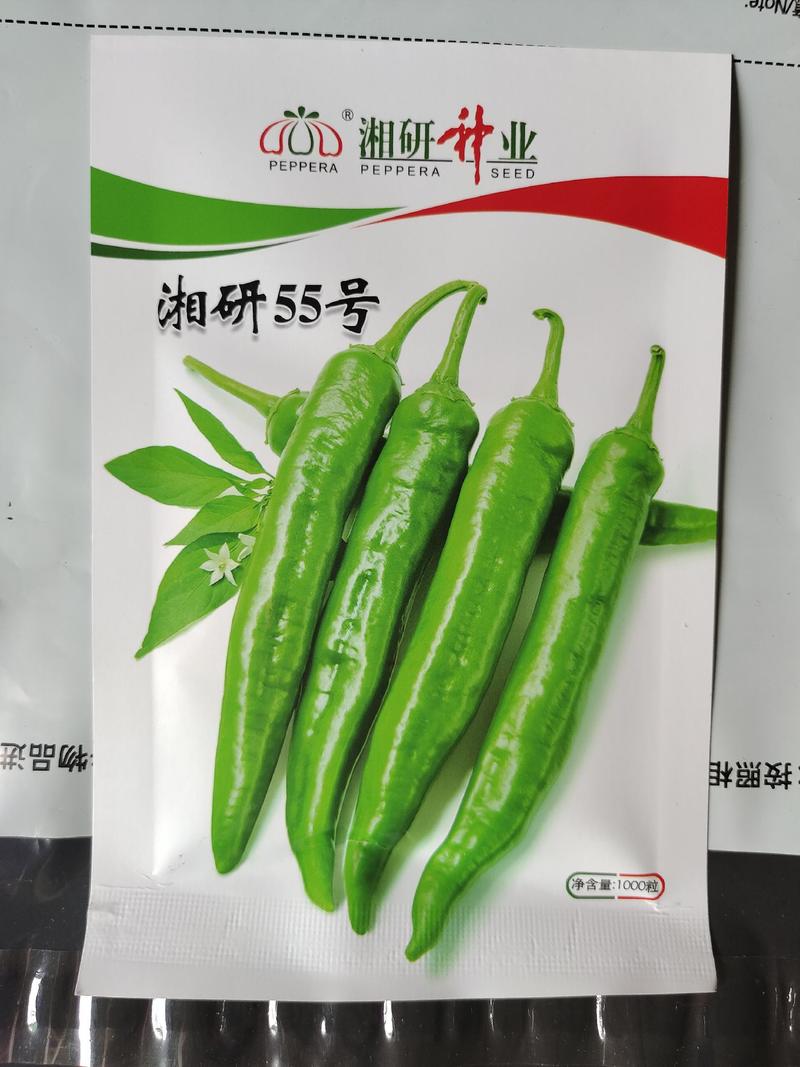 湘研55号牛角椒种子中熟耐热丰产高品质