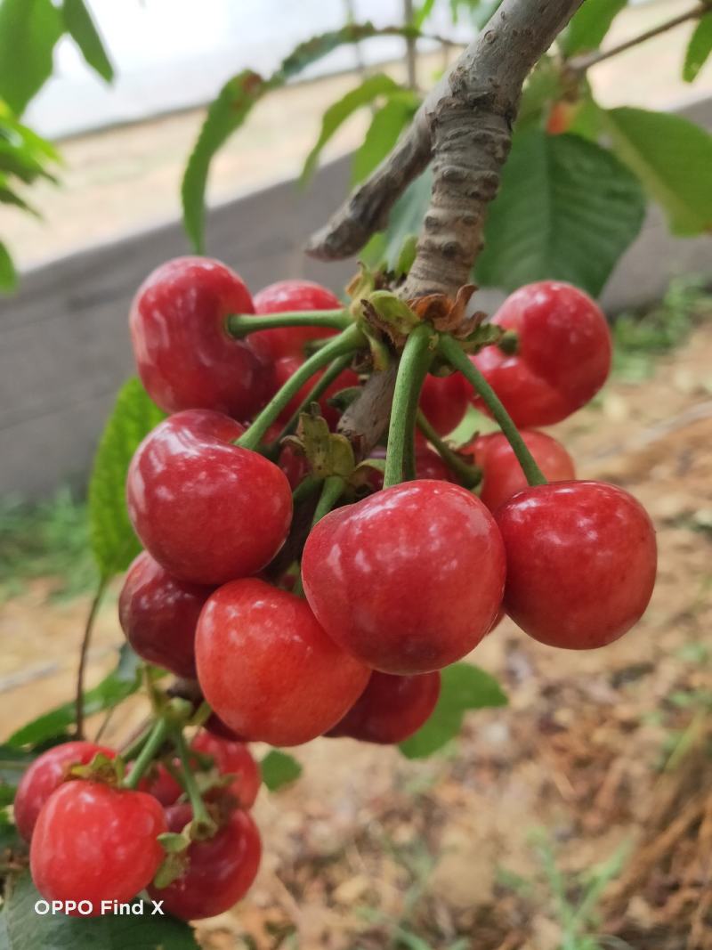 甘肃天水樱桃，美早，红灯，布鲁克，萨米托，早大果整车批发