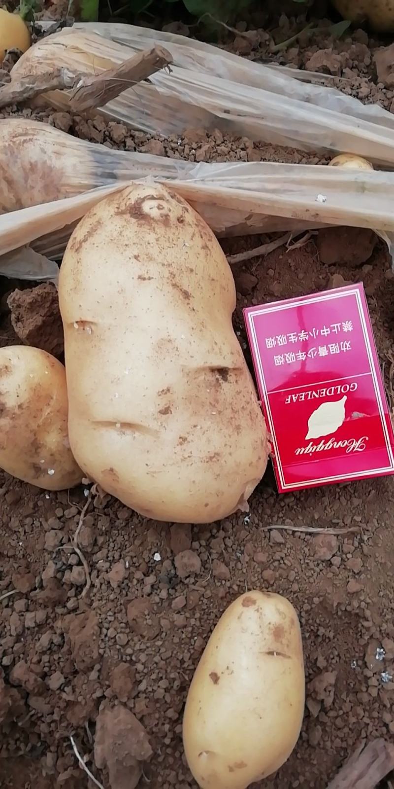 土豆