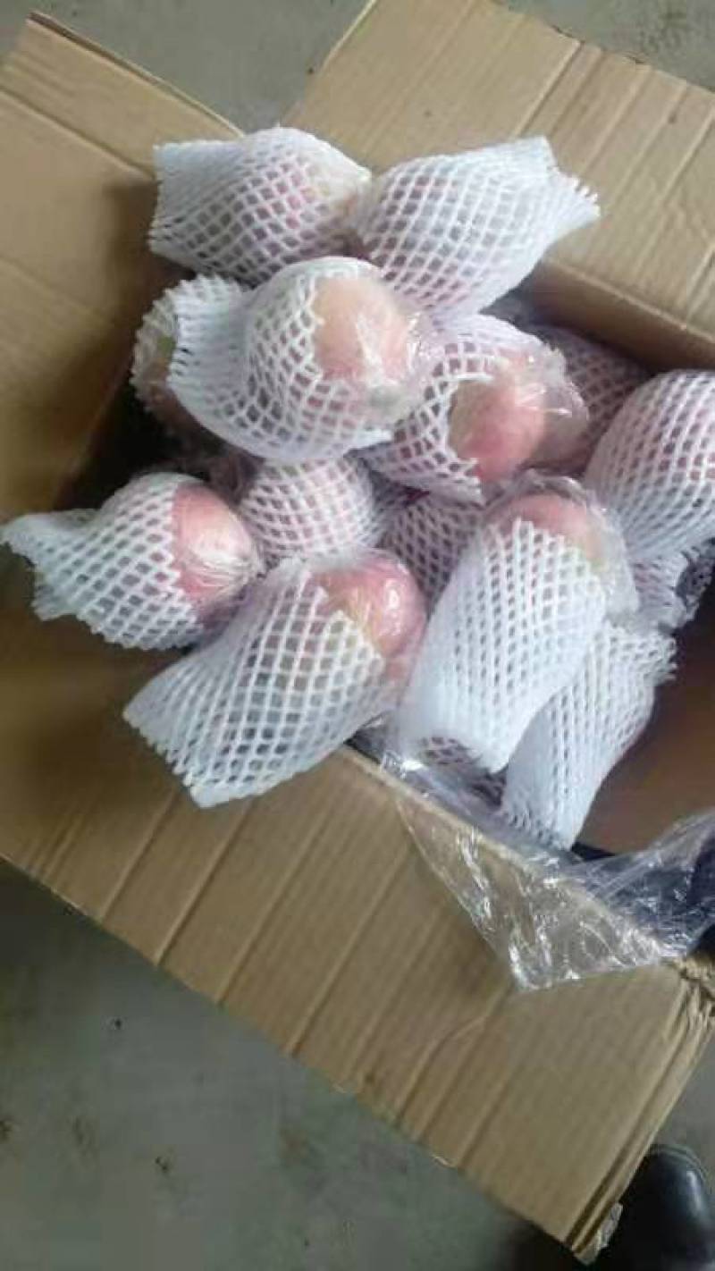 我是金乡果蔬购销专业合作社实力代办