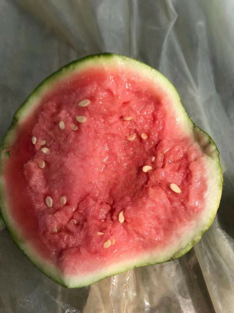 精品美都头茬瓜河南大量上市皮薄肉厚欢迎采购