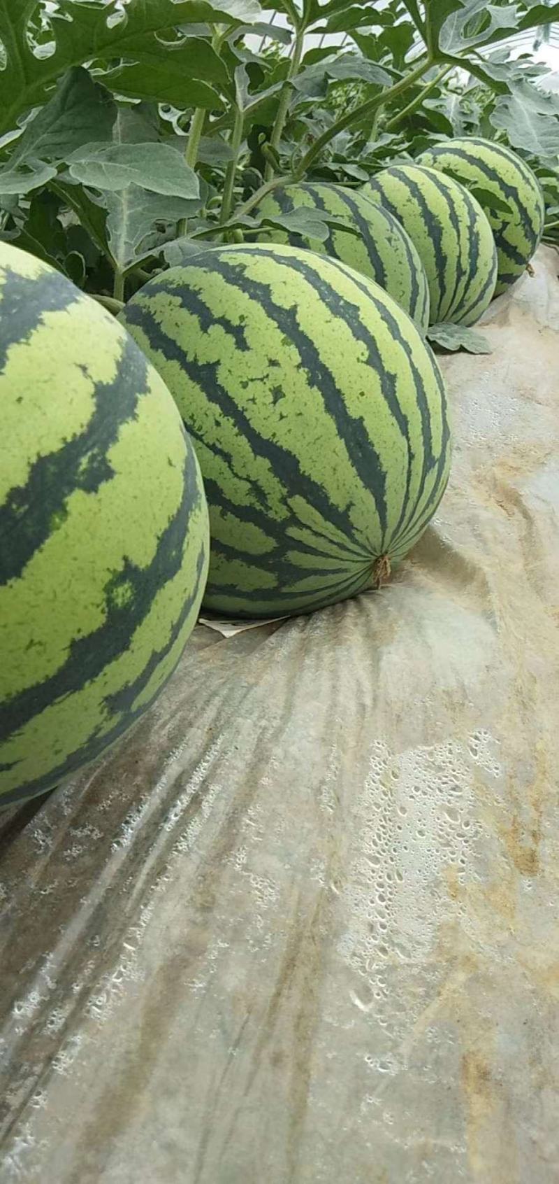 精品美都头茬瓜河南大量上市皮薄肉厚欢迎采购