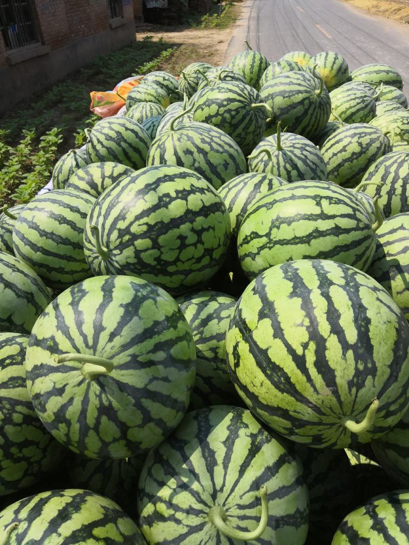 精品美都头茬瓜河南大量上市皮薄肉厚欢迎采购