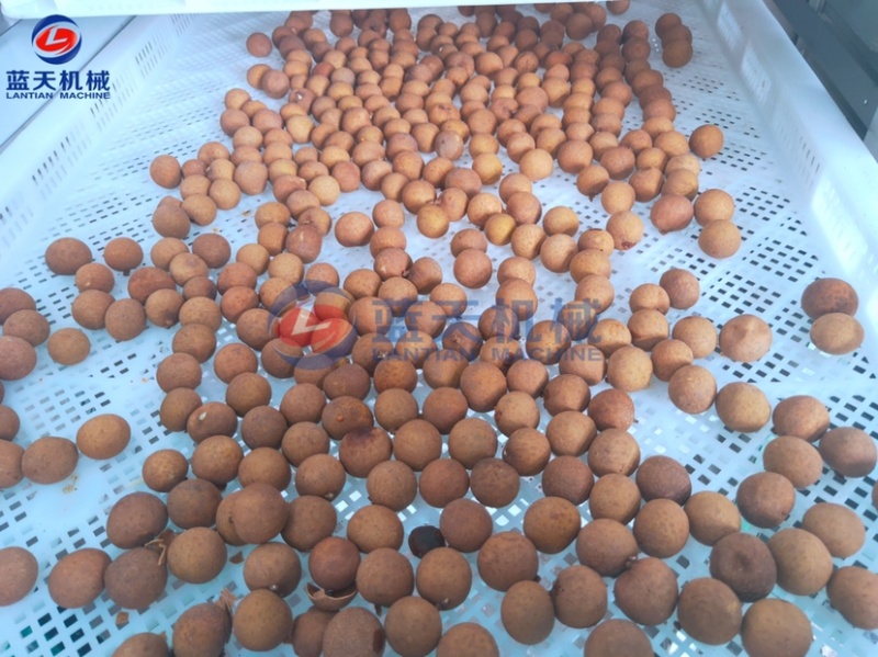 荔枝烘干机龙眼烘干房桂圆烘干机水果去核机烘干机