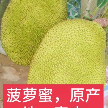 电白菠萝蜜，原产地直销，欢迎各位老板，干包