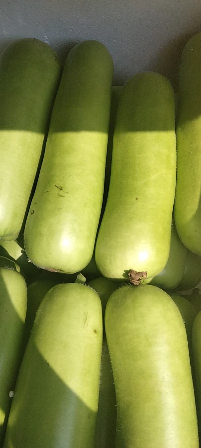广东徐闻蒲瓜大量上市新鲜现摘，品质优，欢迎来电。