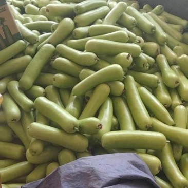 广东徐闻蒲瓜大量上市新鲜现摘，品质优，欢迎来电。