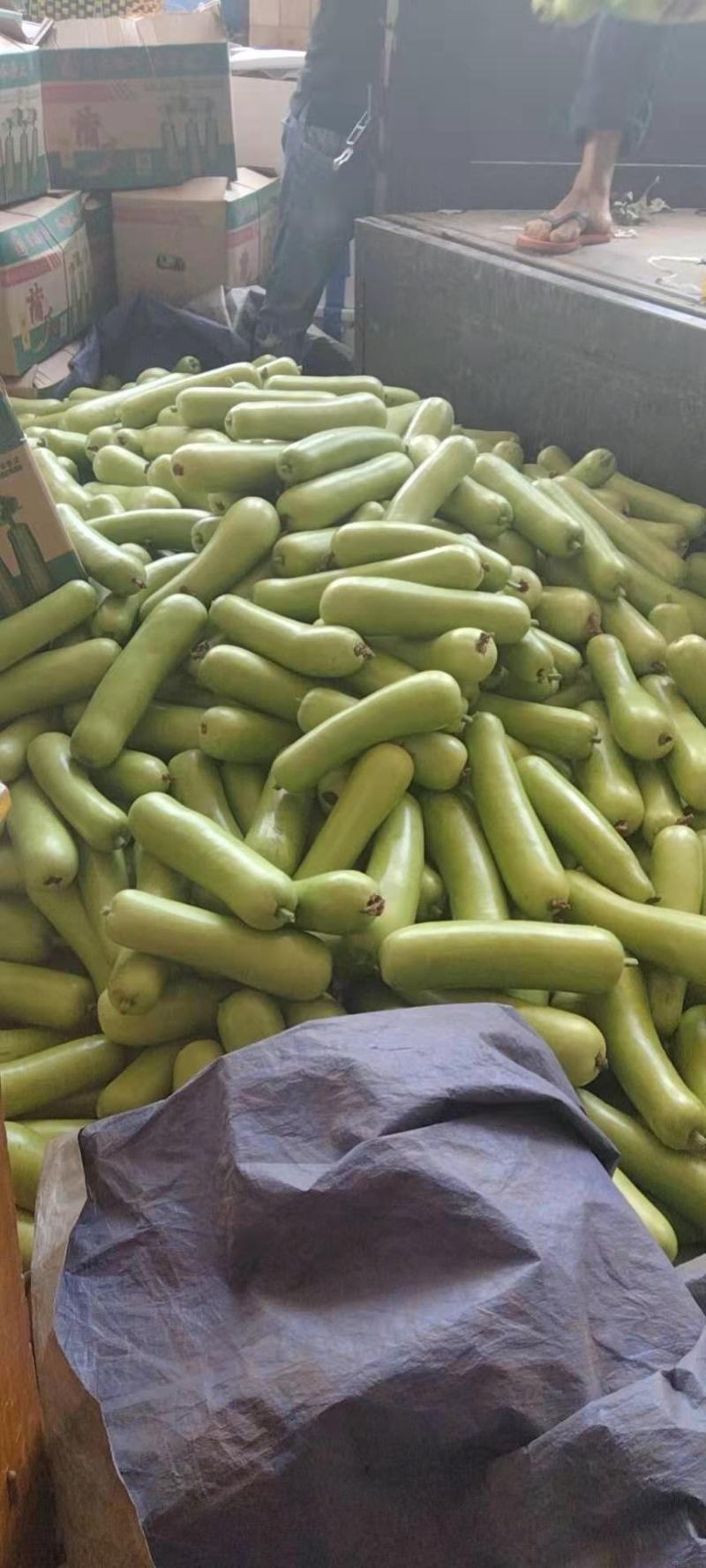 广东徐闻蒲瓜大量上市新鲜现摘，品质优，欢迎来电。