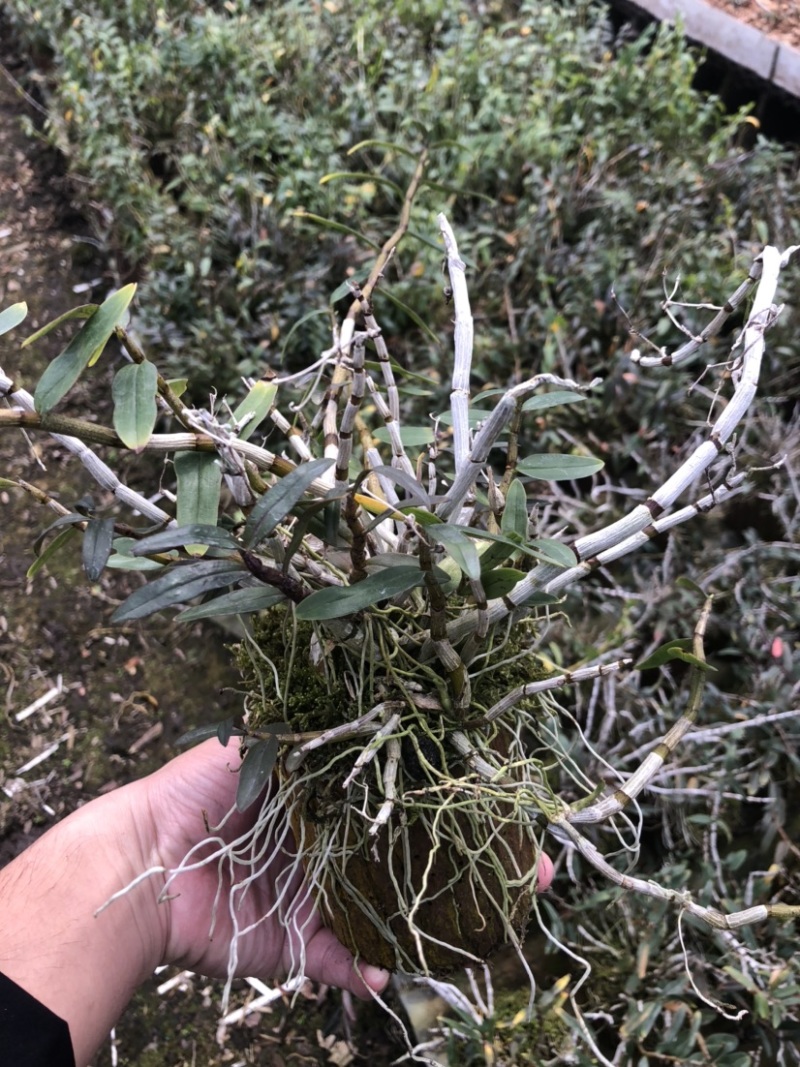 铁皮石斛小木桩生根多年原木发出