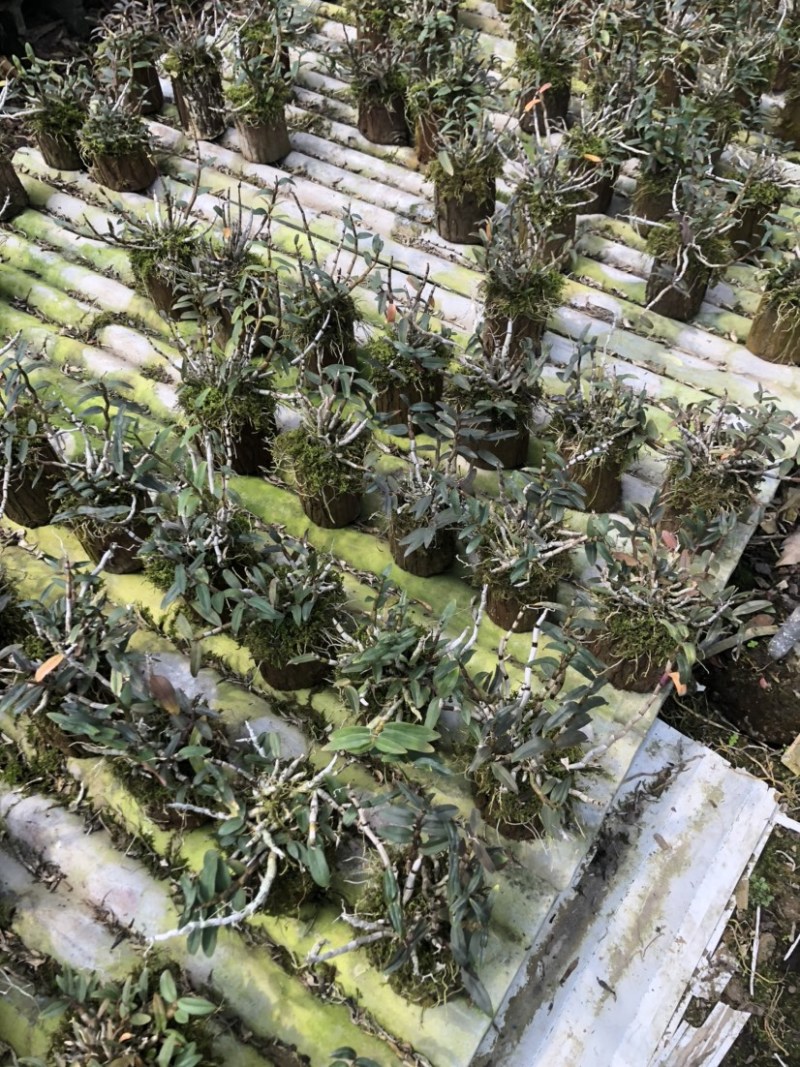 铁皮石斛小木桩生根多年原木发出