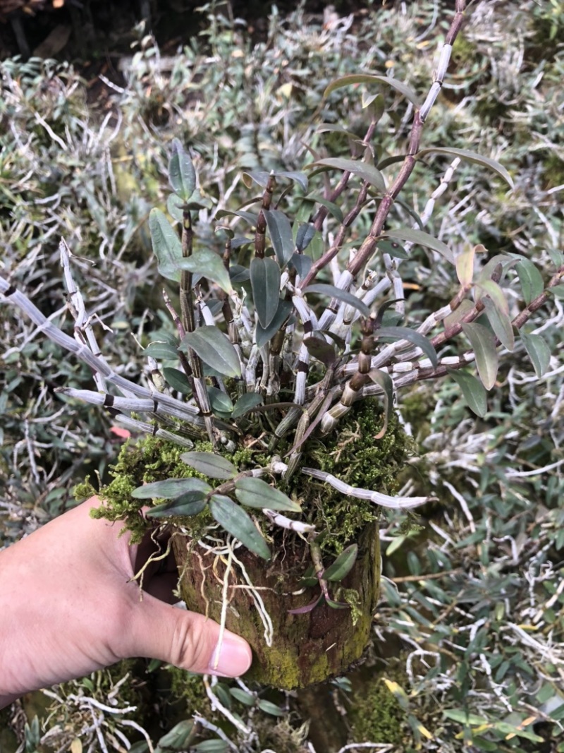 铁皮石斛小木桩生根多年原木发出