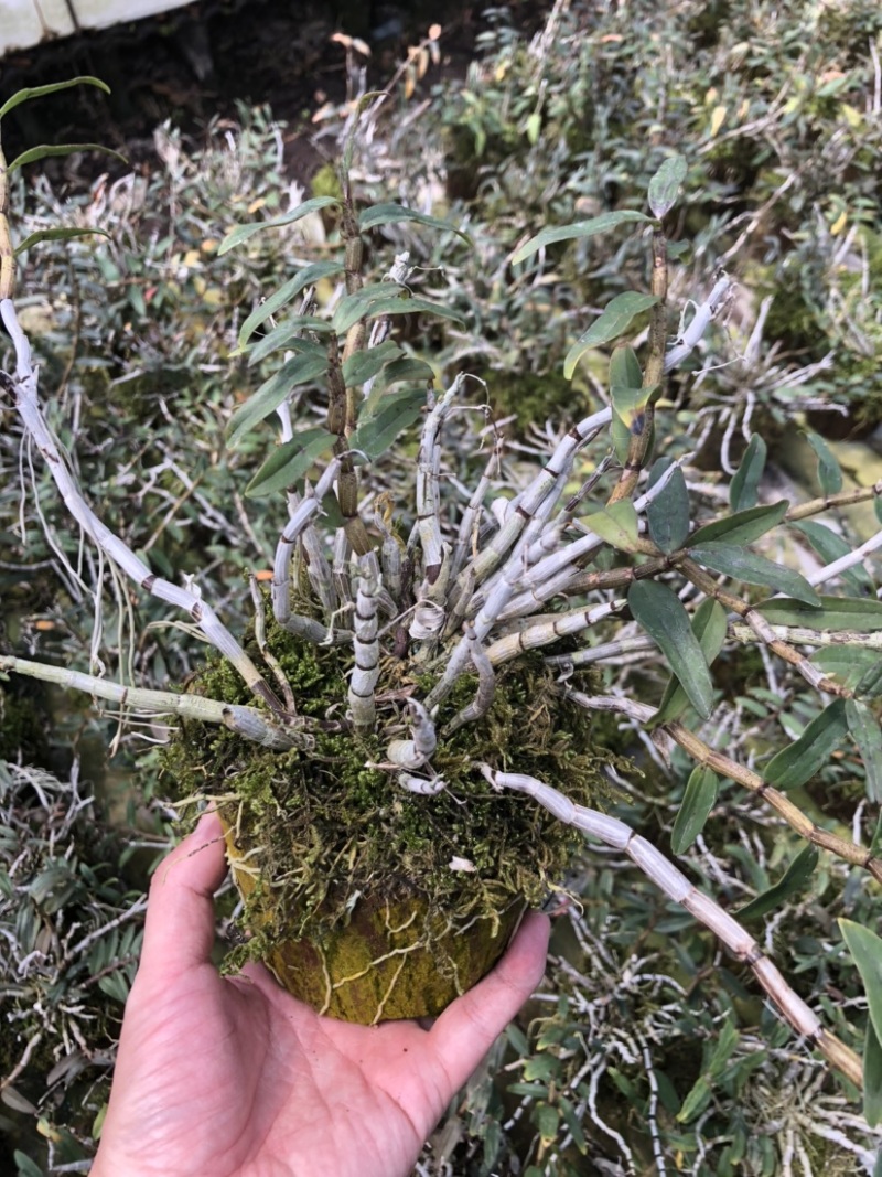 铁皮石斛小木桩生根多年原木发出
