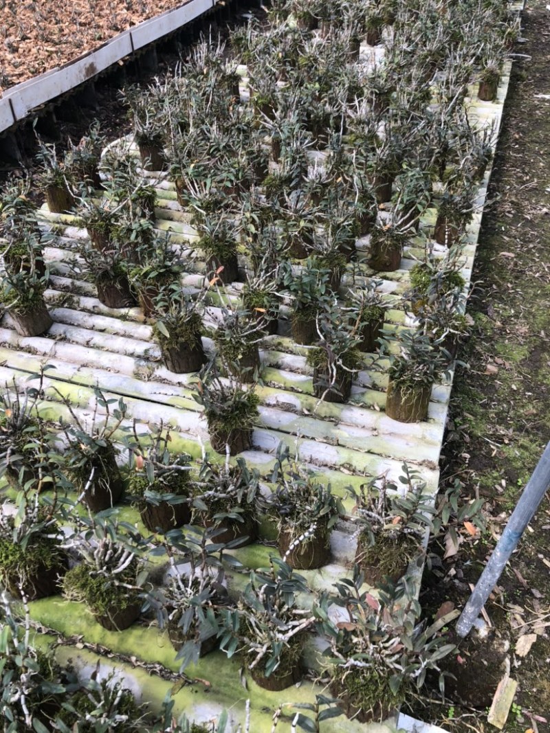 铁皮石斛小木桩生根多年原木发出
