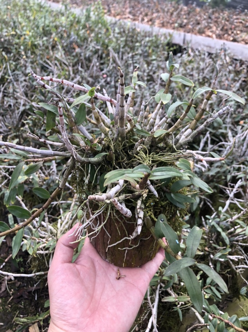 铁皮石斛小木桩生根多年原木发出
