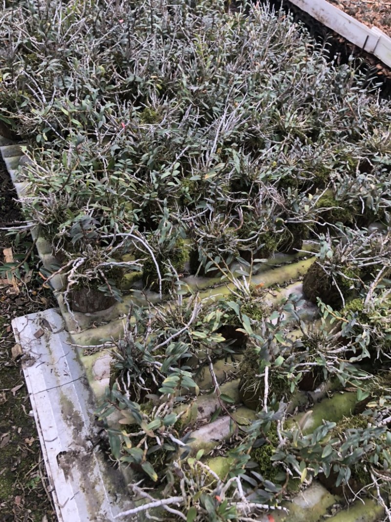 铁皮石斛小木桩生根多年原木发出