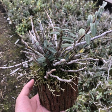 铁皮石斛小木桩生根多年原木发出