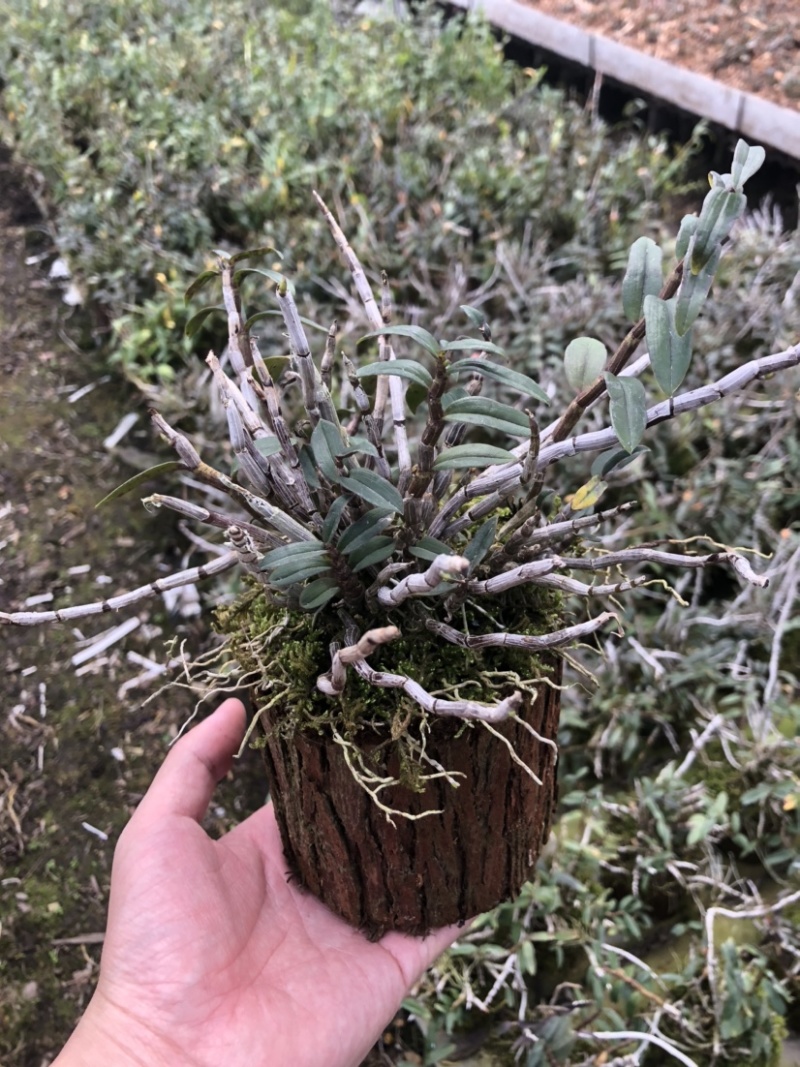 铁皮石斛小木桩生根多年原木发出