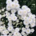 【热卖中】菊花苗品种齐全包技术指导现挖现发