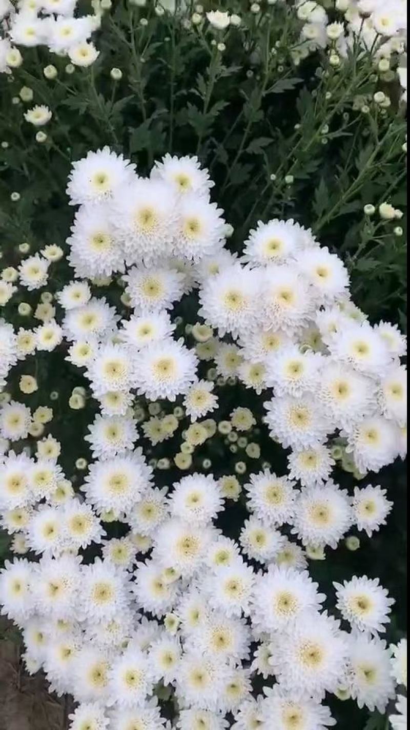 【热卖中】菊花苗品种齐全包技术指导现挖现发