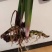 水菖蒲根茎上市中欢迎大家来咨询选购基地直销！