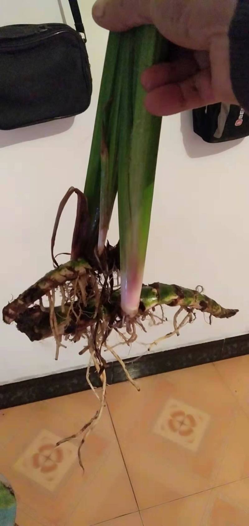 水菖蒲根茎上市中欢迎大家来咨询选购基地直销！