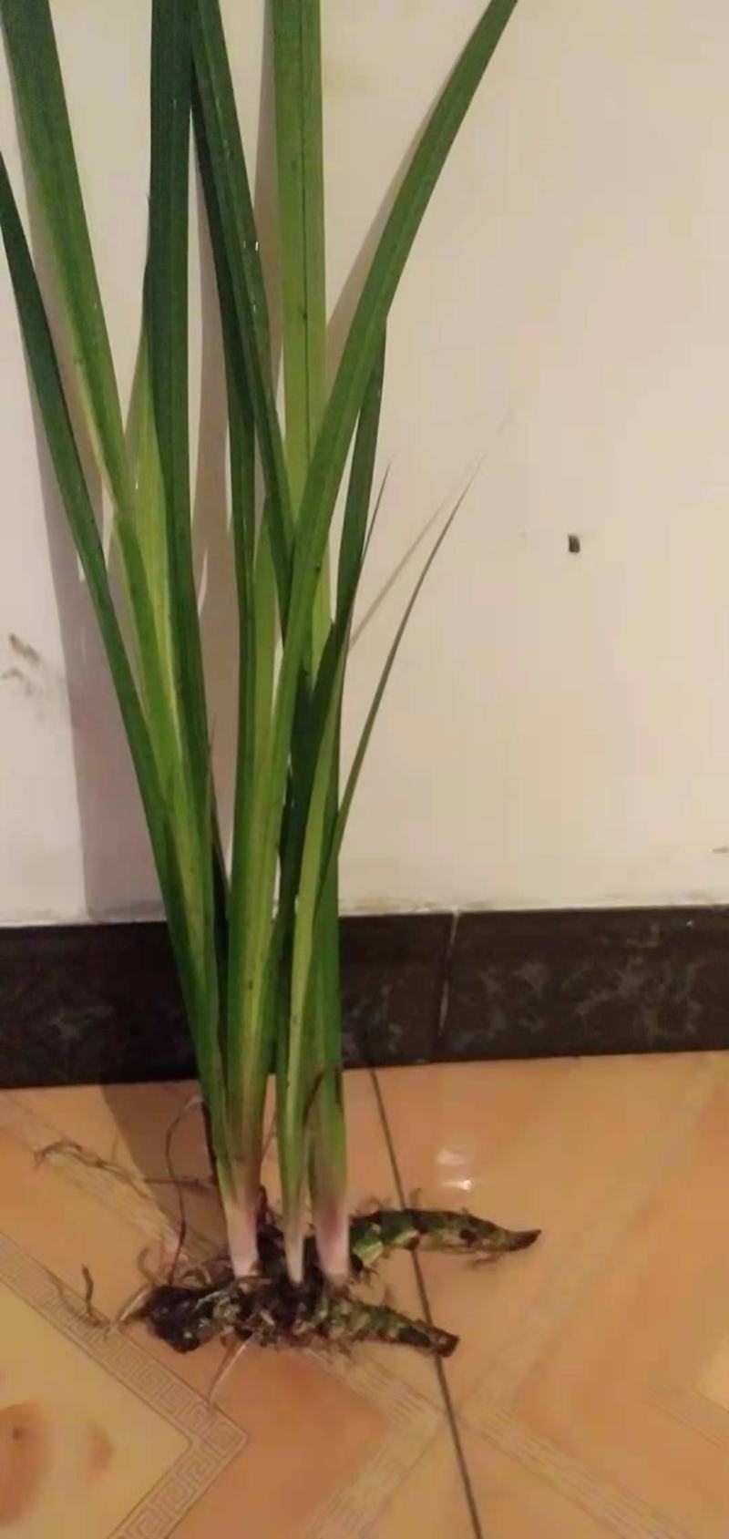 水菖蒲根茎上市中欢迎大家来咨询选购基地直销！