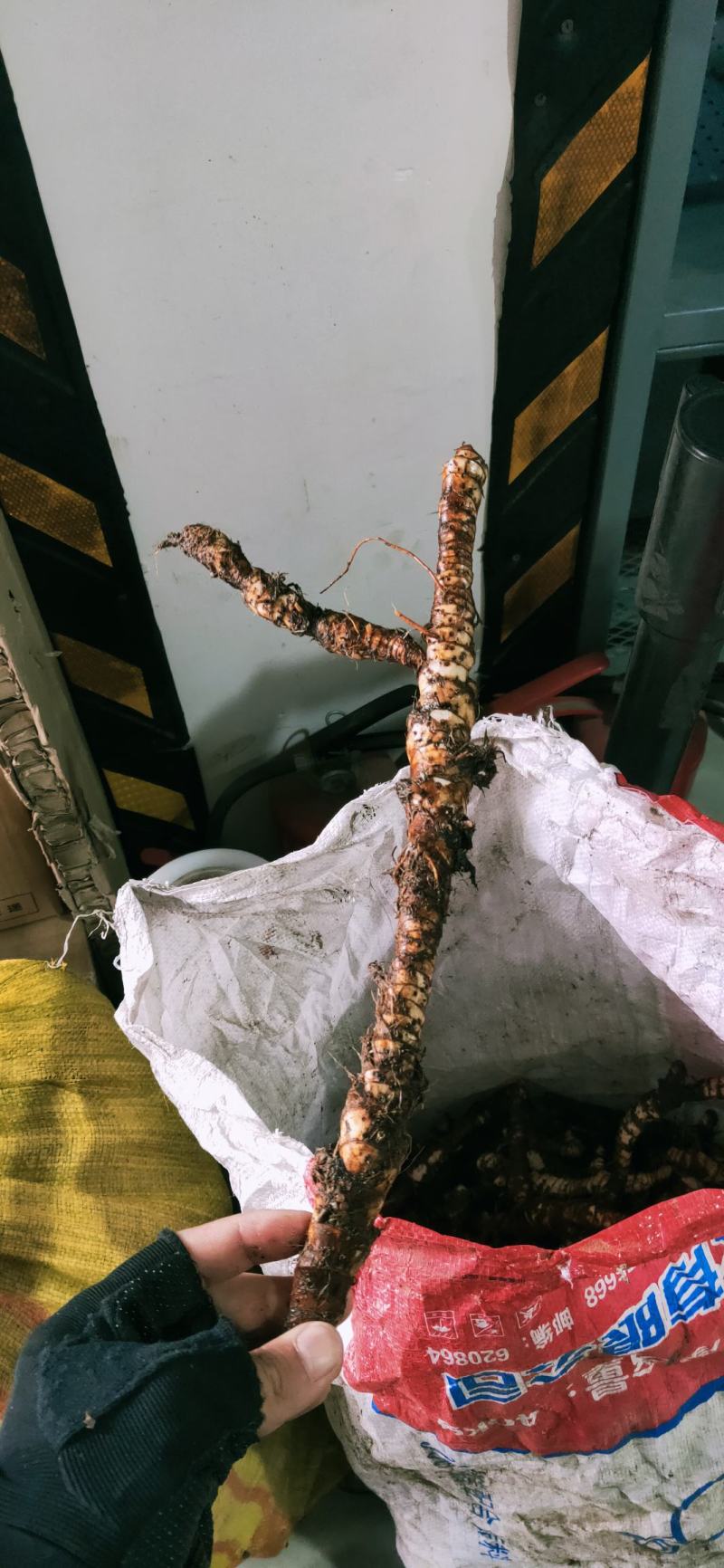 水菖蒲根茎上市中欢迎大家来咨询选购基地直销！