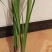 水菖蒲根茎上市中欢迎大家来咨询选购基地直销！