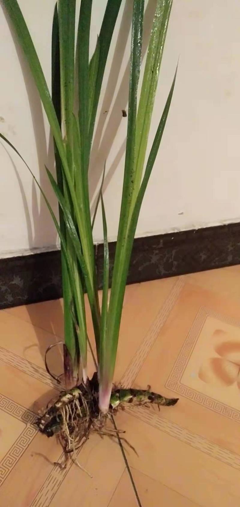 水菖蒲根茎上市中欢迎大家来咨询选购基地直销！