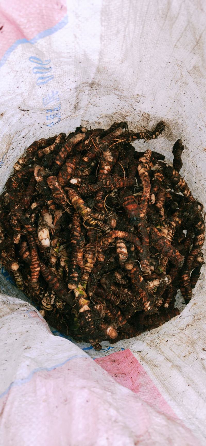 水菖蒲根茎上市中欢迎大家来咨询选购基地直销！
