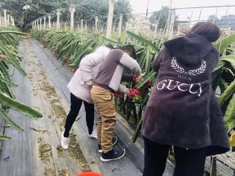 除草布防暴晒PEPP全新料透水透气防草地布