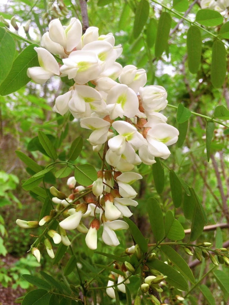 陕西秦岭陕南旬阳槐花野生洋槐花无叶无梗新鲜支持一件代发